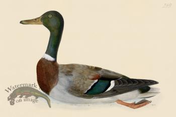 Rudbeck CFA 249 Mallard